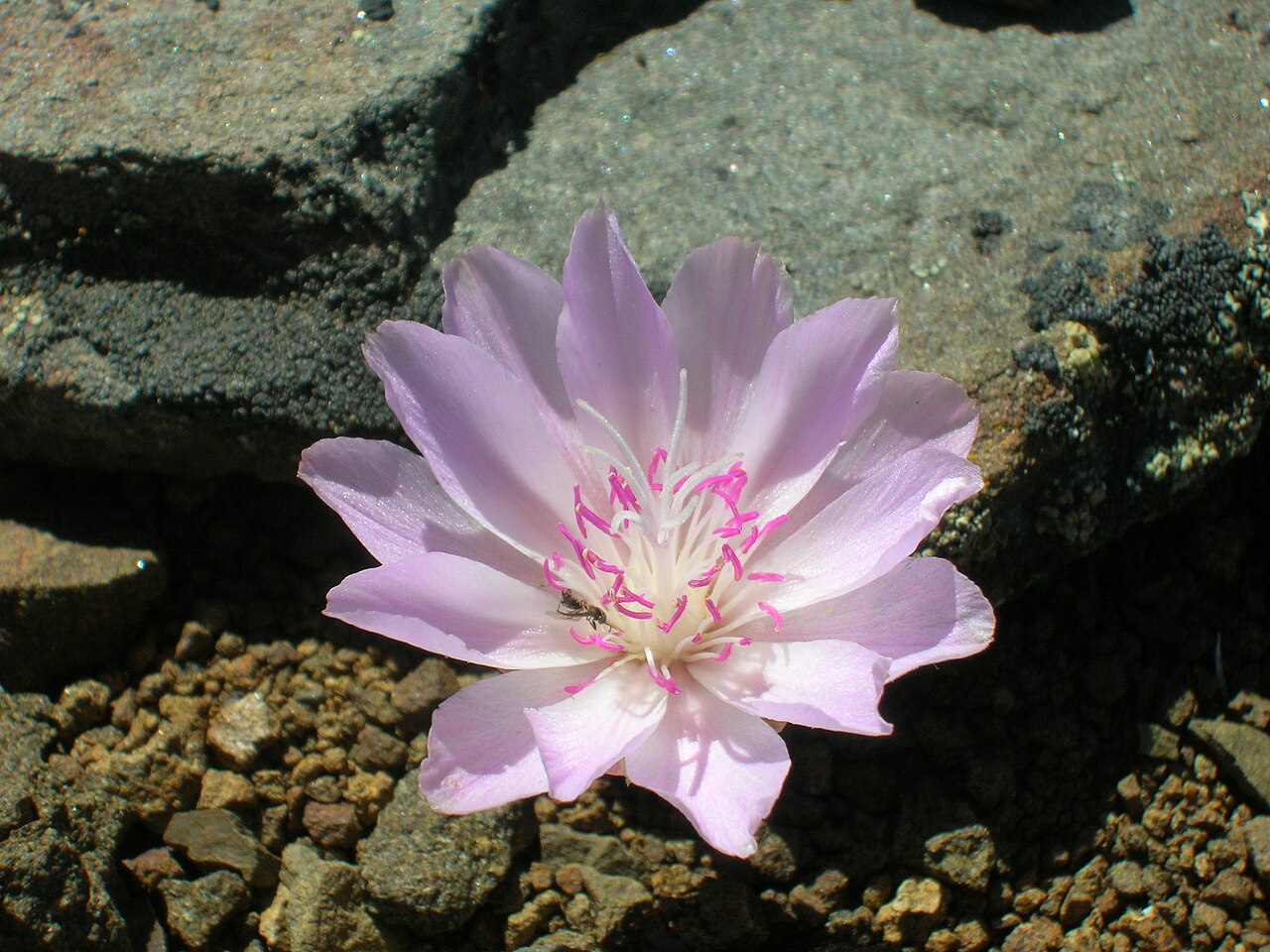 Bitterroot: Lewisia rediviva on Tronsen Ridge Portulacaceae Dicot bitter-root Lewisia rediviva Pursh on USDA Plants Profile Lewisia rediviva Pursh on wikipedia Lewisia redi