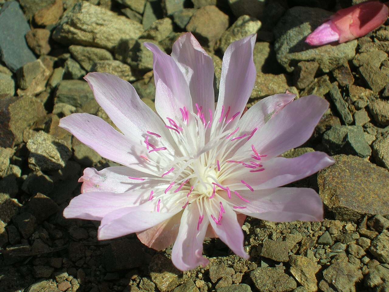 Bitterroot: Lewisia rediviva on Tronsen Ridge Portulacaceae Dicot bitter-root Lewisia rediviva Pursh on USDA Plants Profile Lewisia rediviva Pursh on wikipedia Lewisia redi