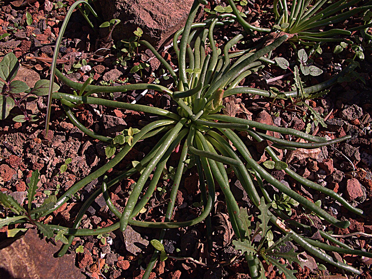 Bitterroot: Lewisia rediviva—bitterroot. The plant received its Latin name because Pursh was able to revive and grow a speciment that Meriwether Lewis had collected on the