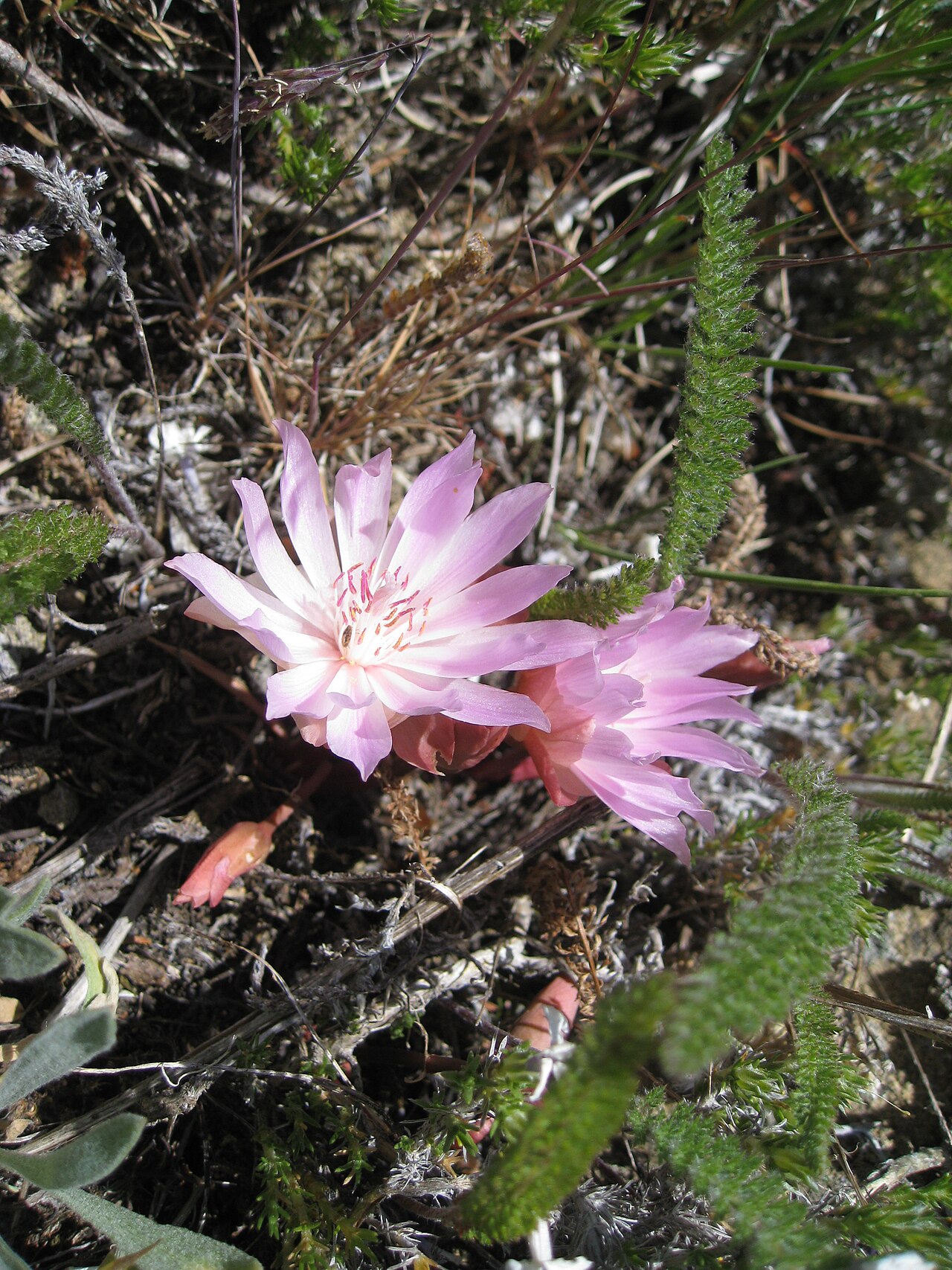 Bitterroot: Lewisia rediviva (Bitterroot) on Tronsen Ridge Portulacaceae bitter-root Lewisia rediviva Pursh on USDA Plants Profile Lewisia rediviva Pursh on wikipedia Lewis