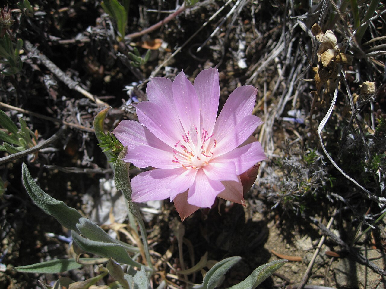 Bitterroot: Lewisia rediviva (Bitterroot) on Tronsen Ridge Portulacaceae bitter-root Lewisia rediviva Pursh on USDA Plants Profile Lewisia rediviva Pursh on wikipedia Lewis