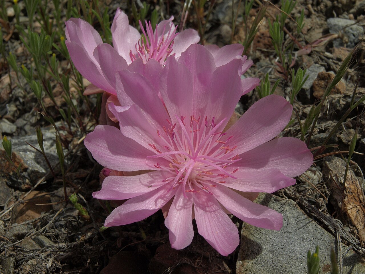 Bitterroot: bitterroot, Lewisia rediviva rediviva, Pine Nut Mountains, elevation 1805 m (5925 ft). This is the state flower of Montana.