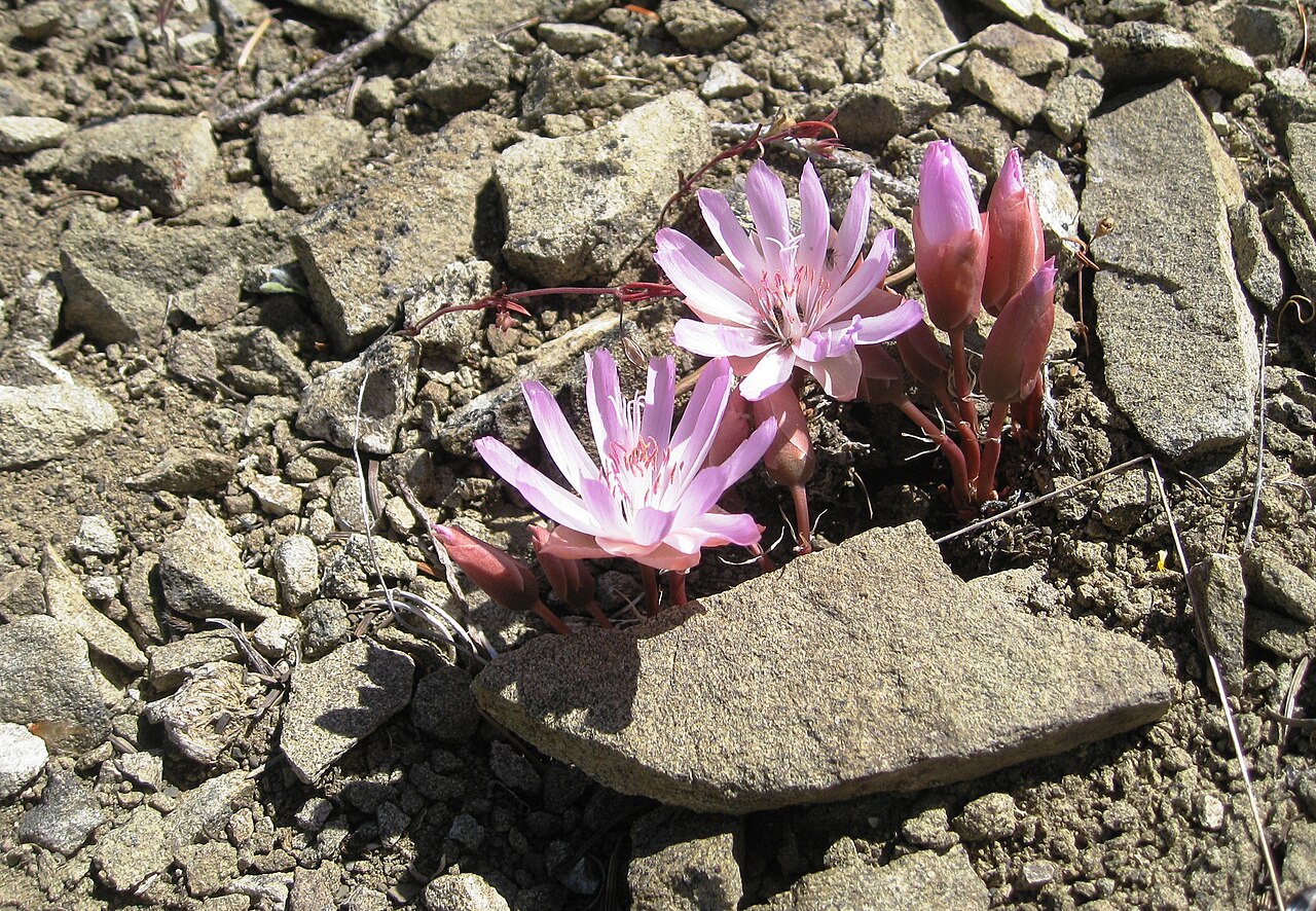 Bitterroot: Lewisia rediviva (Bitterroot) on Tronsen Ridge Portulacaceae bitter-root Lewisia rediviva Pursh on USDA Plants Profile Lewisia rediviva Pursh on wikipedia Lewis