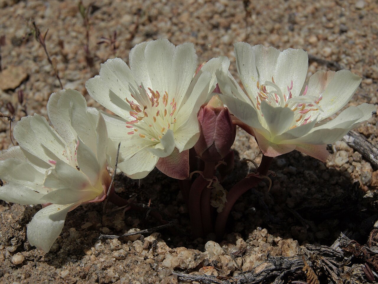Bitterroot: bitterroot, Lewisia rediviva var. rediviva, California, Glass Mountain, Benton Crossing Road, Owens Valley drainage, elevation 2228 m (7310 ft). This species is