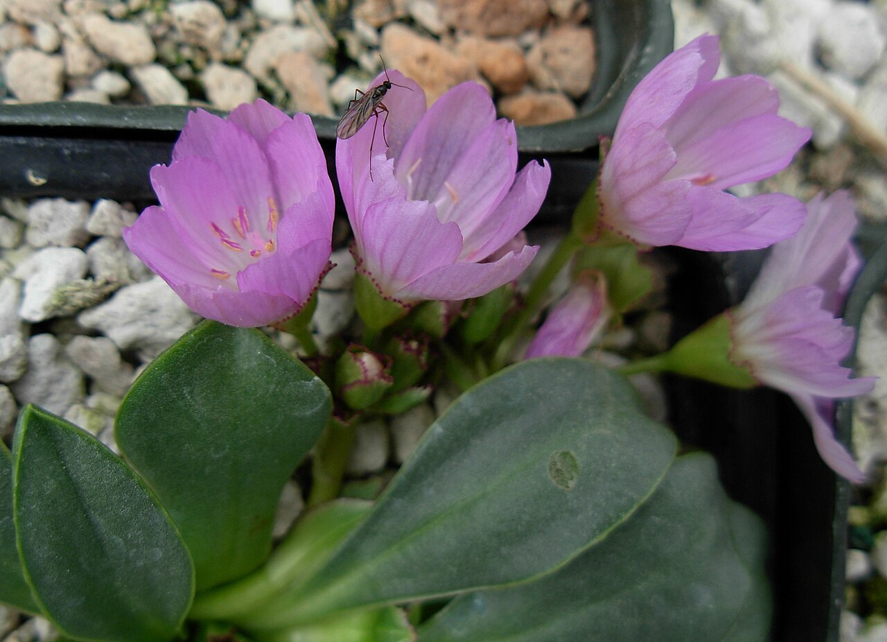 Stebbins' lewisia: i042107 404