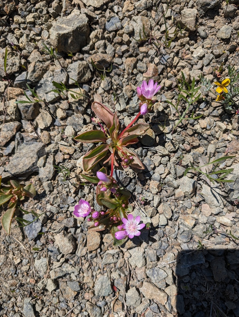 Stebbins' lewisia (Lewisia stebbinsii)