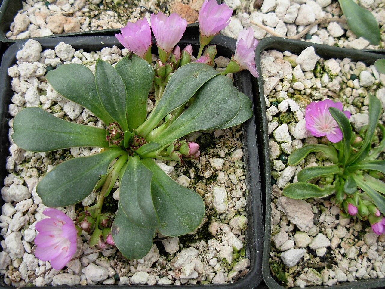 Stebbins' lewisia: Lewisia stebbinsii