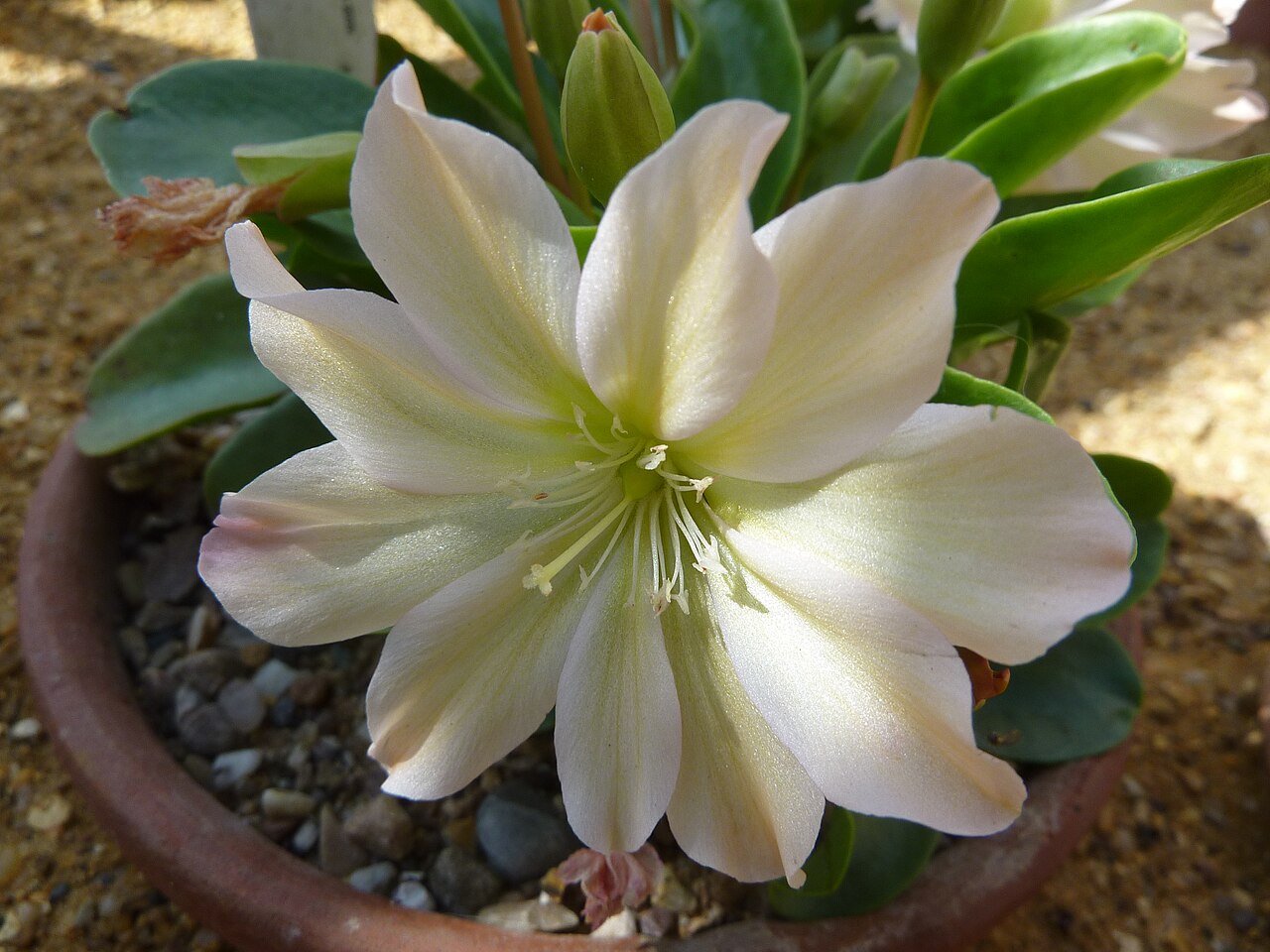 Tweedy's pussypaws: Taken in the Cambridge University Botanic Garden .