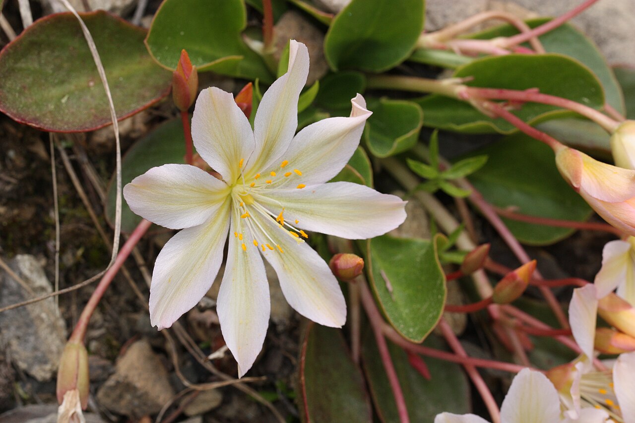 Tweedy's pussypaws: Tweedy's Lewisia Viewpoint location: Tronsen Ridge Trail #1204, Tronsen Ridge Viewpoint elevation: 1134 meter (3721 ft) Location source: Garmin GPSmap 60CSx Loc