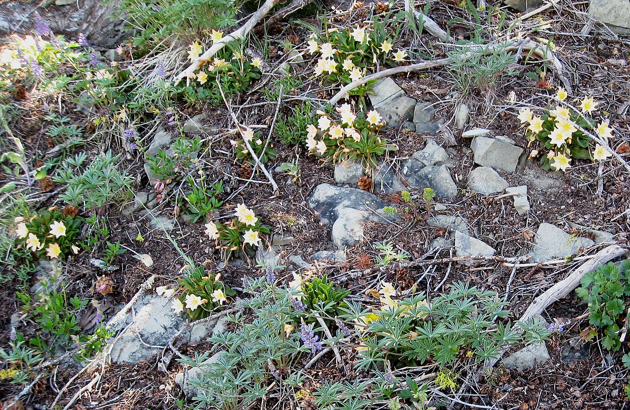 Tweedy's pussypaws: Cistanthe tweedyi (formerly Lewisia tweedyi ) Clematis occidentalis Tronsen Ridge Wenatchee National Forest Chelan County, Washington, USA Elevation about 1800