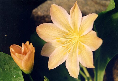 Tweedy's pussypaws: Lewisiopsis tweedyi