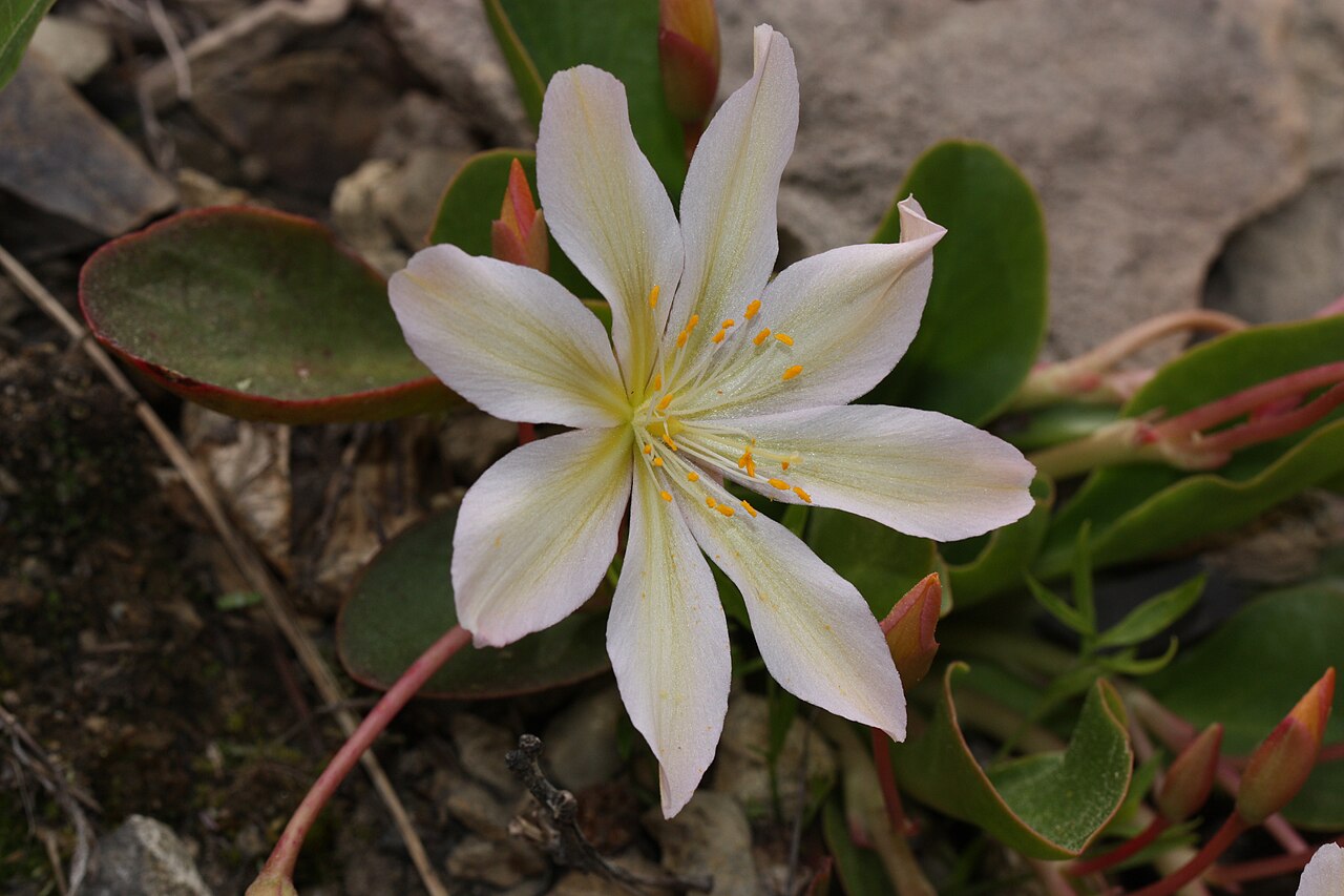 Tweedy's pussypaws: Tweedy's Lewisia Viewpoint location: Tronsen Ridge Trail #1204, Tronsen Ridge Viewpoint elevation: 1134 meter (3722 ft) Location source: Garmin GPSmap 60CSx Loc