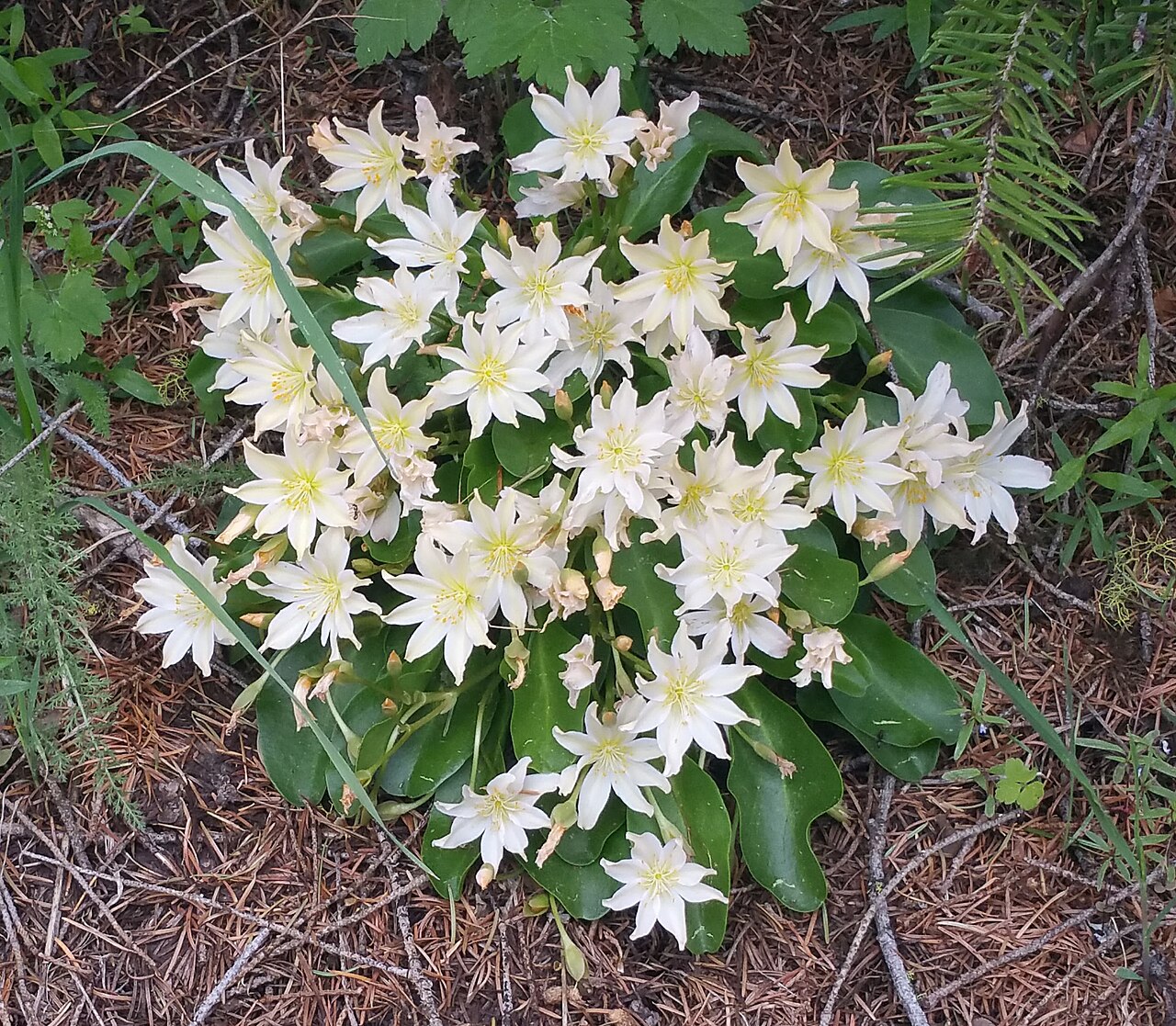 Tweedy's pussypaws: Lewisiopsis tweedyi on Tronsen Ridge, Washington
