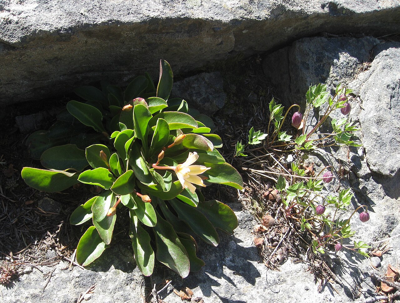 Tweedy's pussypaws: Cistanthe tweedyi (formerly Lewisia tweedyi ) Clematis occidentalis Tronsen Ridge Wenatchee National Forest Chelan County, Washington, USA Elevation about 1800