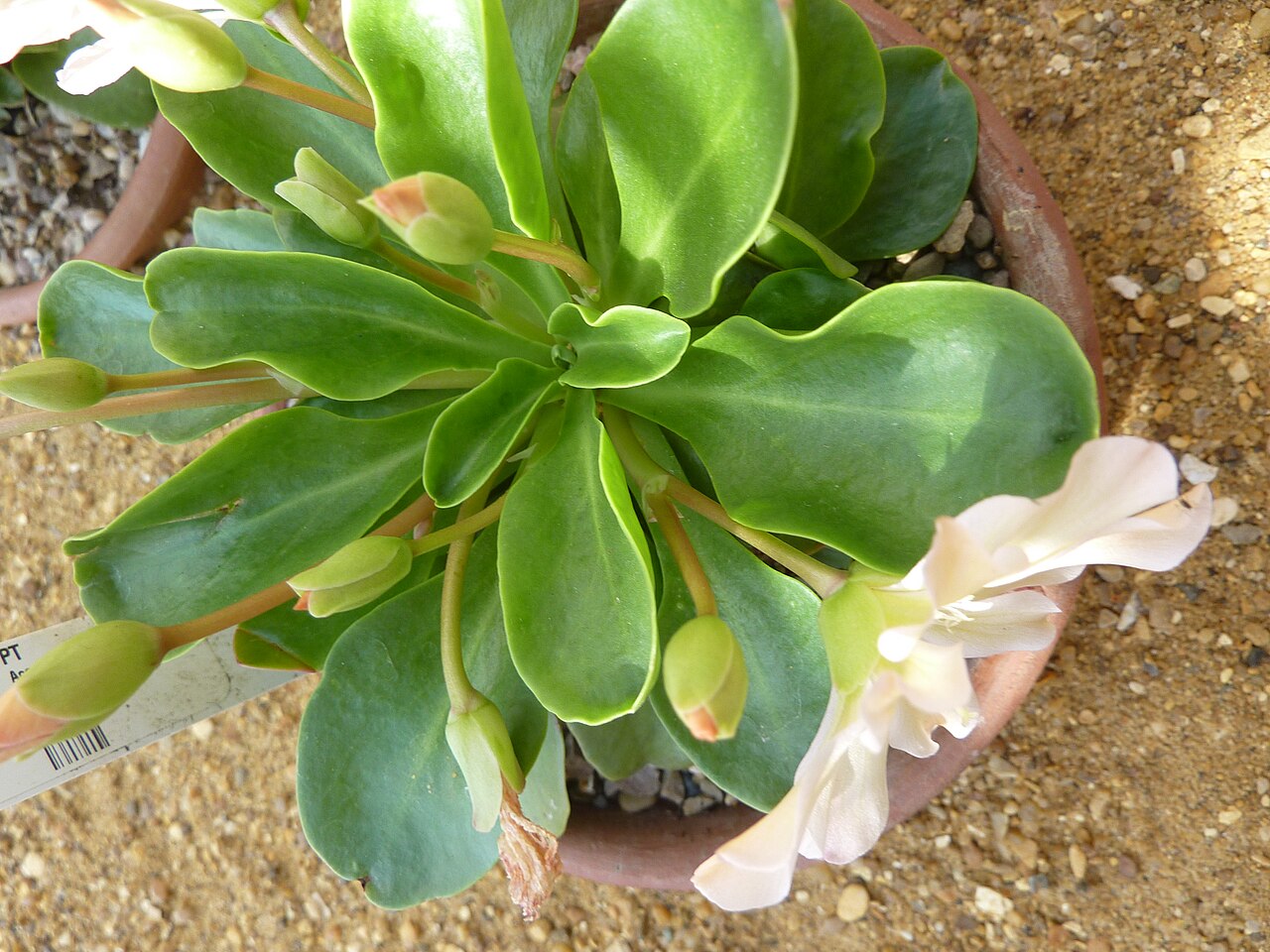 Tweedy's pussypaws: Taken in the Cambridge University Botanic Garden .