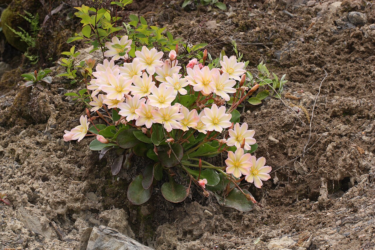 Tweedy's pussypaws: Tweedy's Lewisia Viewpoint location: Tronsen Ridge Trail #1204, Tronsen Ridge Viewpoint elevation: 1134 meter (3721 ft) Location source: Garmin GPSmap 60CSx Loc