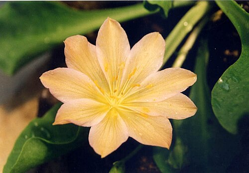 Tweedy's pussypaws: Lewisiopsis tweedyi