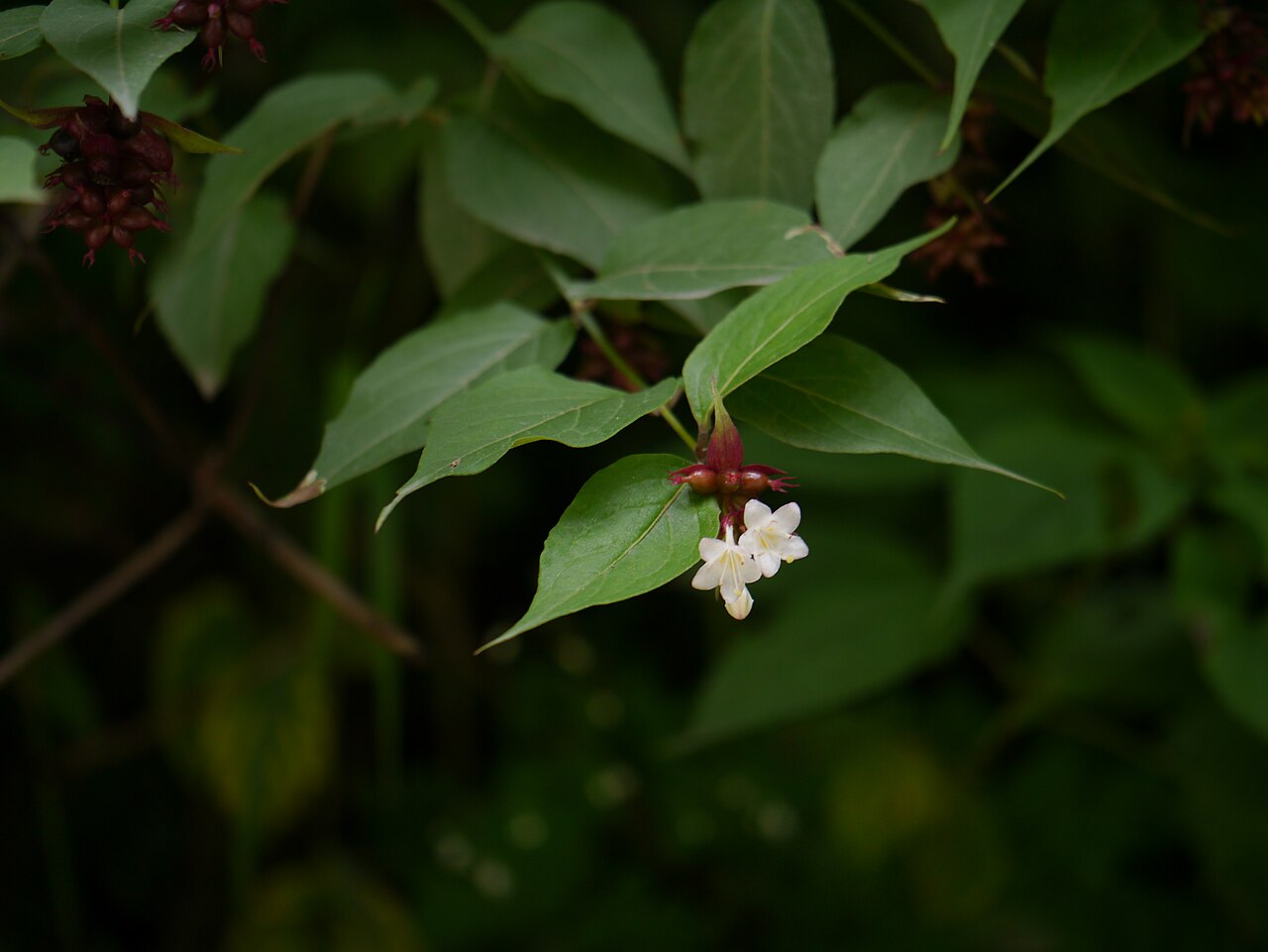Himalayan honeysuckle: Leycesteria formosa