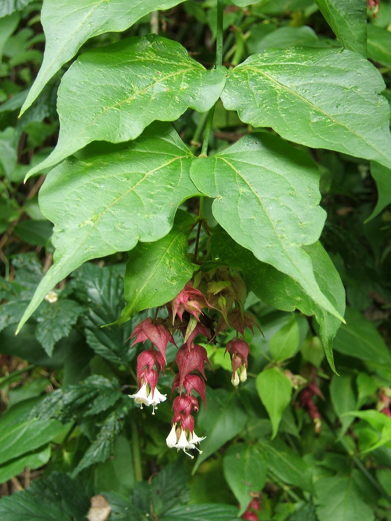 Himalayan honeysuckle: Leycesteria formosa in flower