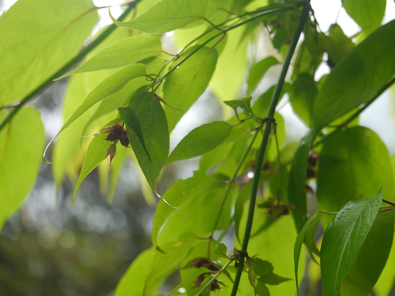 Himalayan honeysuckle: Leycesteria formosa
