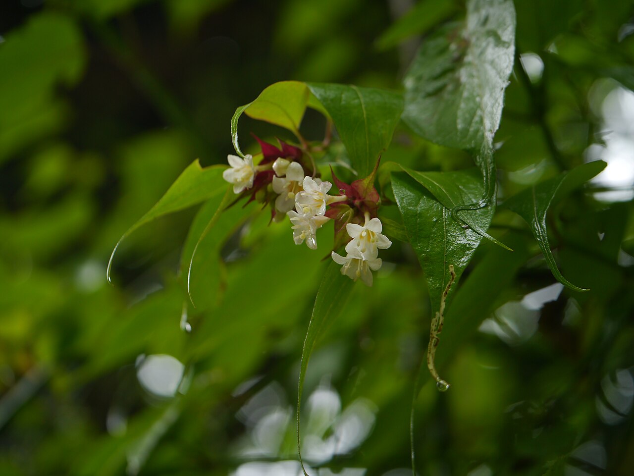 Himalayan honeysuckle: Leycesteria formosa