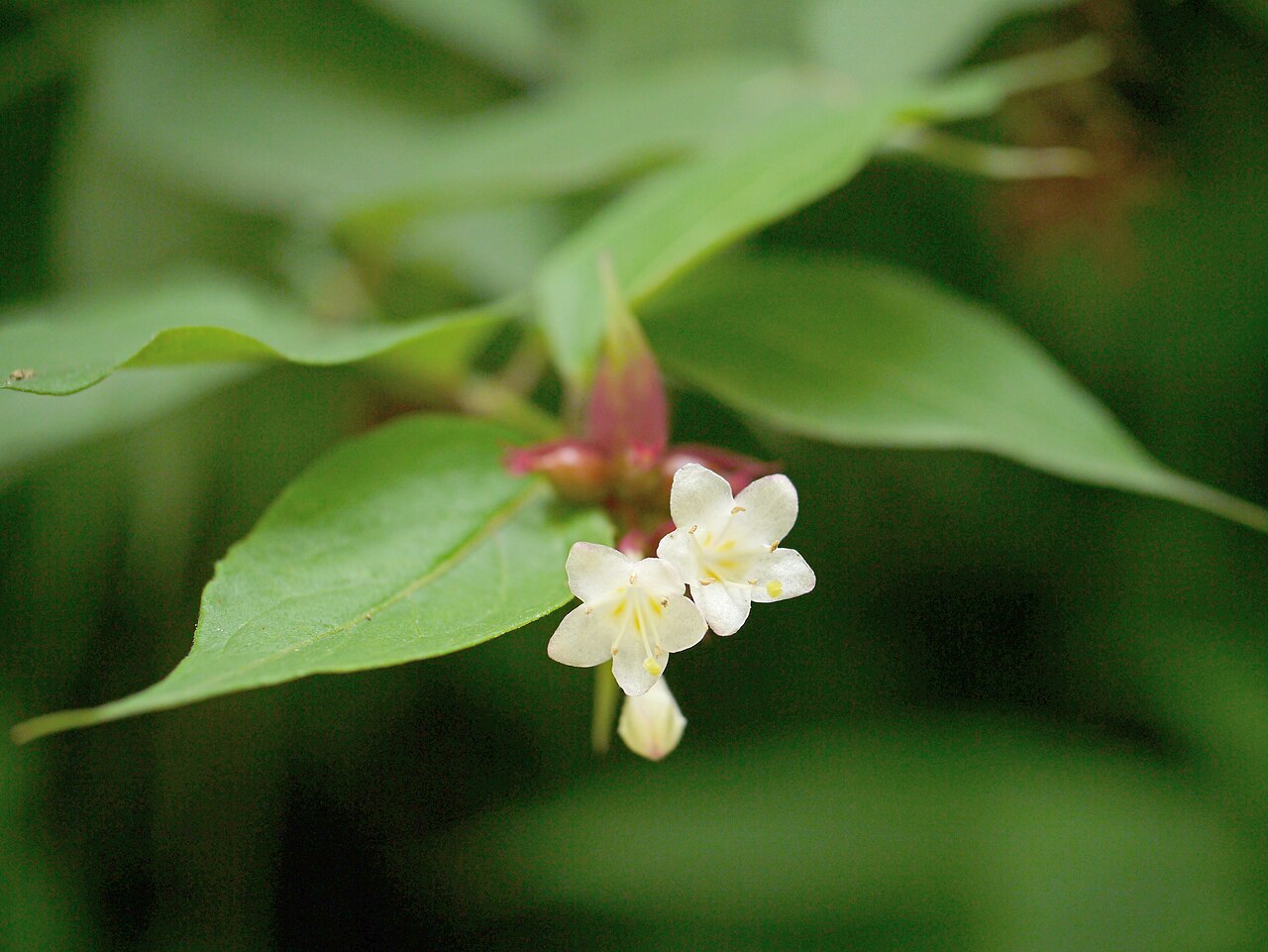 Himalayan honeysuckle: Leycesteria formosa