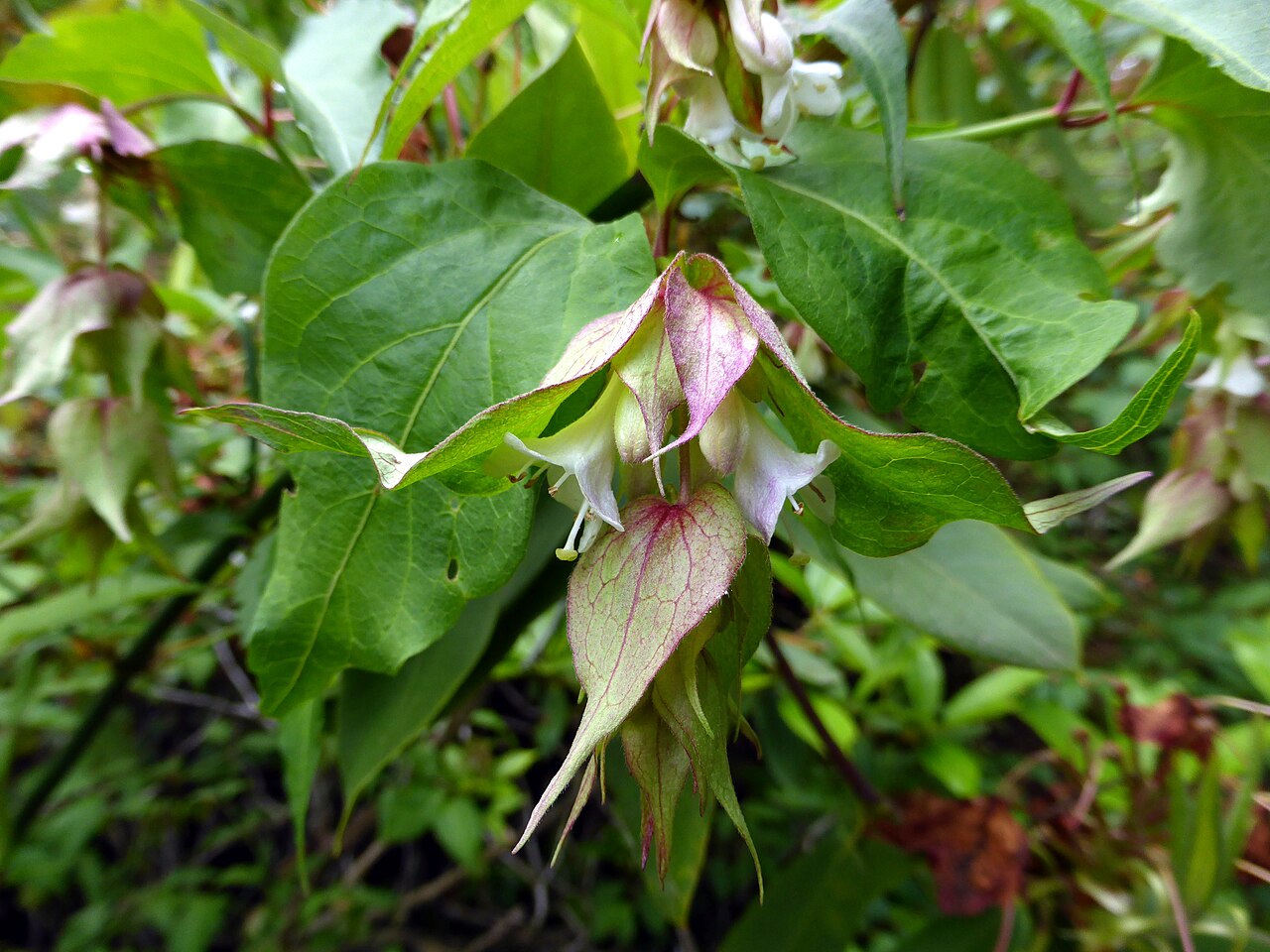 Himalayan honeysuckle: Leycesteria formosa at VanDusen Botanical Garden