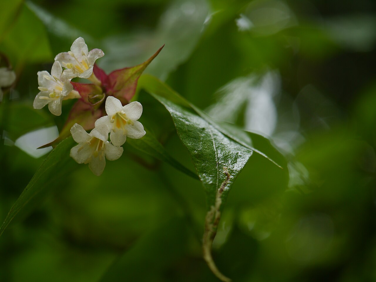 Himalayan honeysuckle: Leycesteria formosa