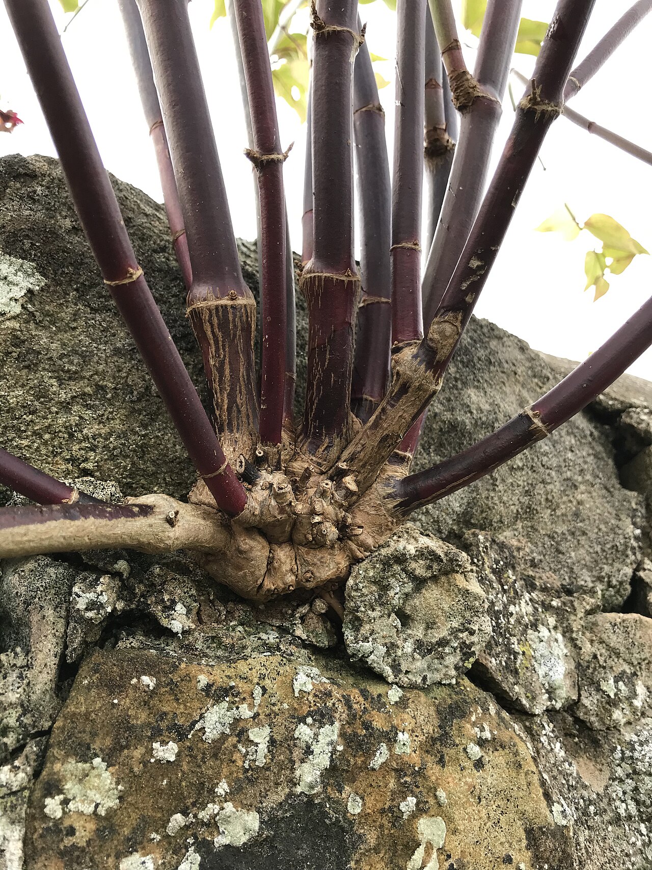 Himalayan honeysuckle: Close-up of base of a small specimen of Leycesteria formosa (family Caprifoliaceae) growing out of a crack in the wall of the Elizabethan walled garden at Berri