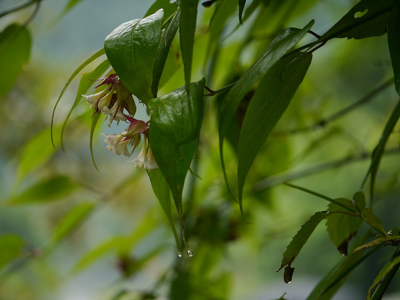 Himalayan honeysuckle: Leycesteria formosa