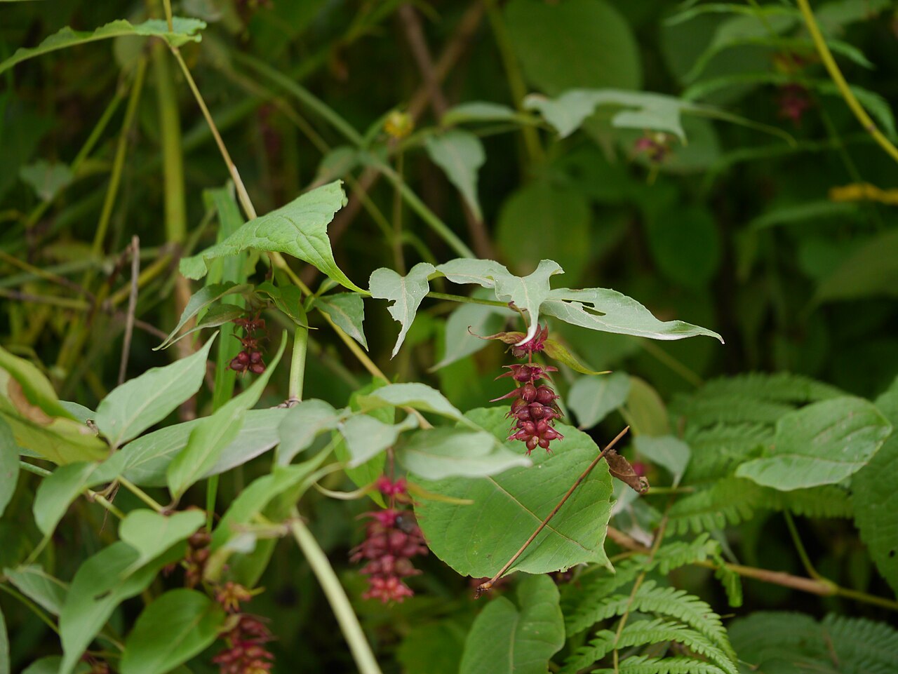 Himalayan honeysuckle: Leycesteria formosa