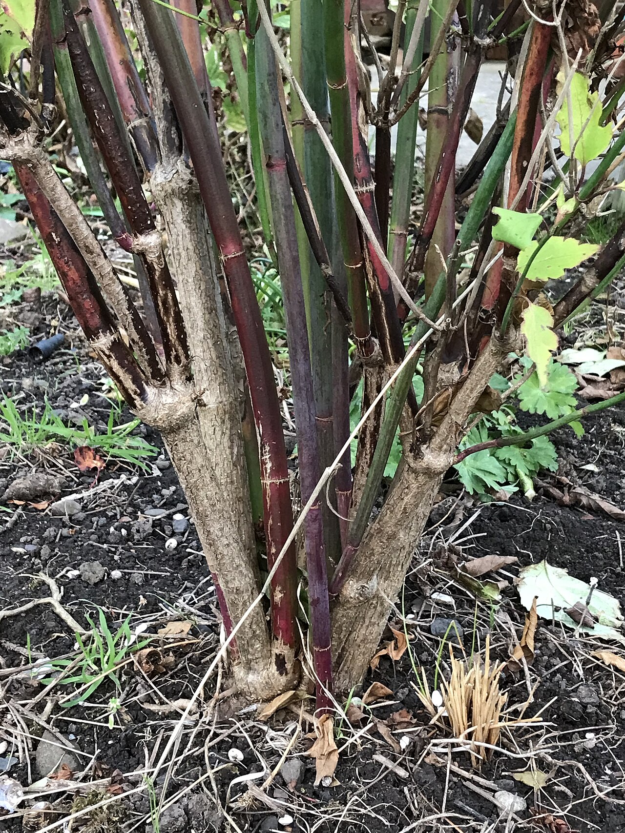 Himalayan honeysuckle: The base of a cultivated specimen of Leycesteria formosa Wall. growing in a flower bed in the village of Paxton in the Scottish Borders. Note the stems of vario