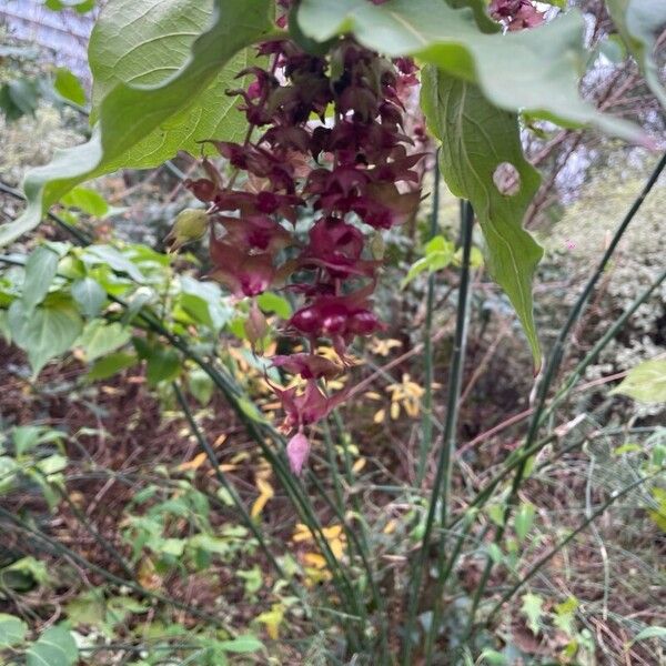 Leycesteria sinensis (Leycesteria sinensis)