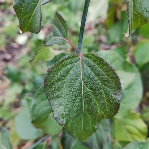Leycesteria sinensis (Leycesteria sinensis)