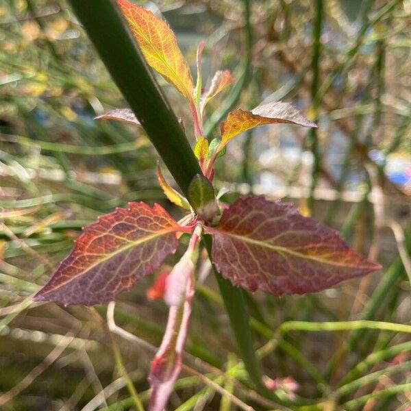 Leycesteria sinensis (Leycesteria sinensis)