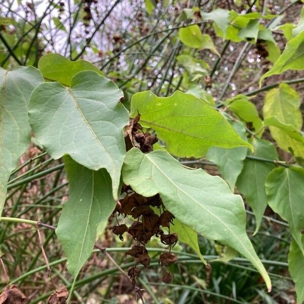 Leycesteria sinensis (Leycesteria sinensis)