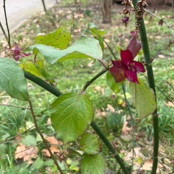 Leycesteria sinensis (Leycesteria sinensis)