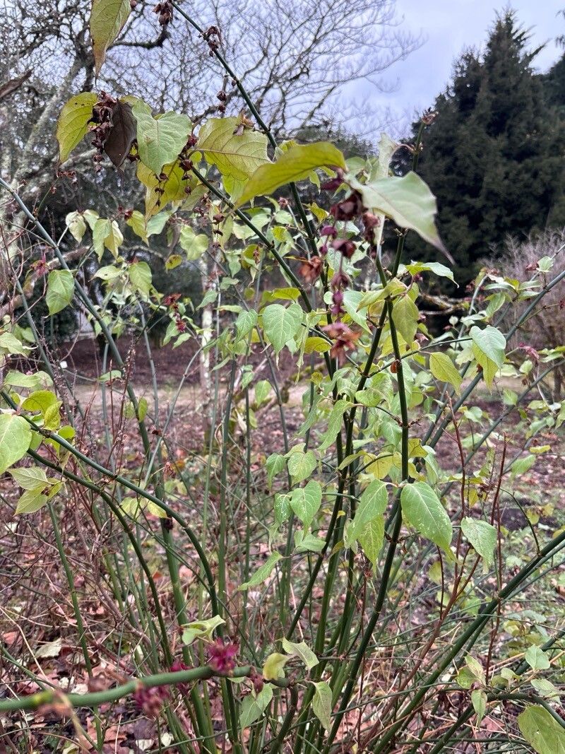 Leycesteria sinensis (Leycesteria sinensis)