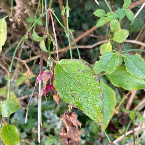 Leycesteria sinensis (Leycesteria sinensis)