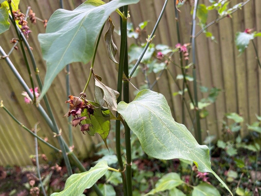 Leycesteria sinensis (Leycesteria sinensis)