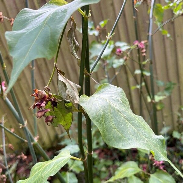 Leycesteria sinensis (Leycesteria sinensis)