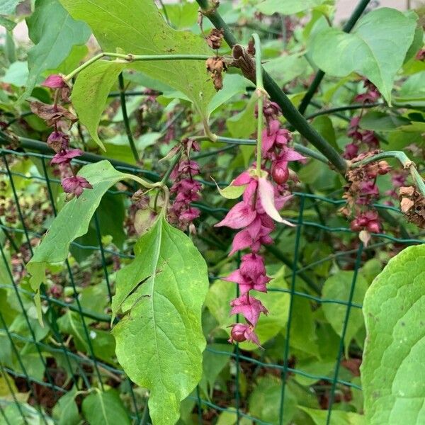 Leycesteria sinensis (Leycesteria sinensis)