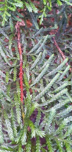 Cedar (Libocedrus bidwillii)