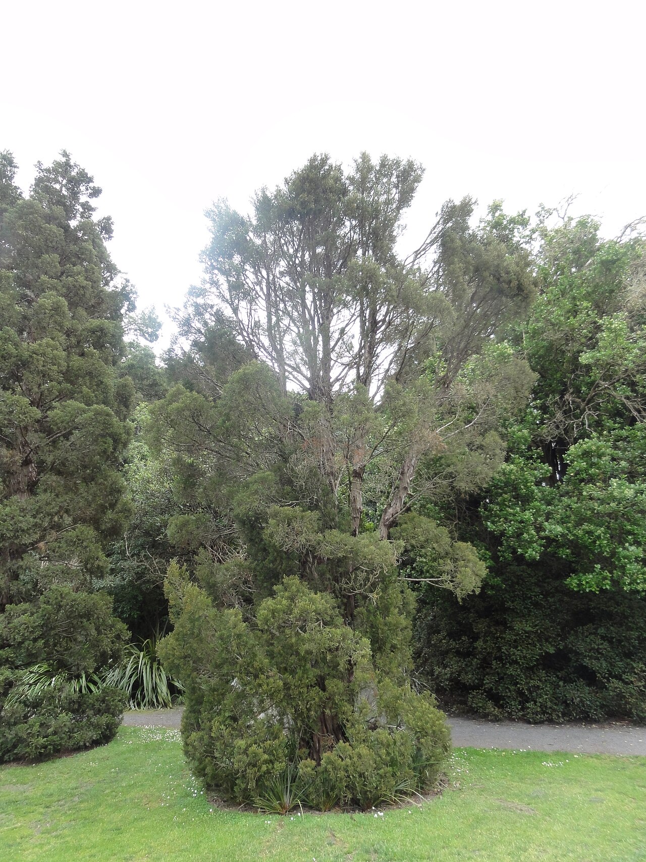 Cedar: Libocedrus bidwillii
