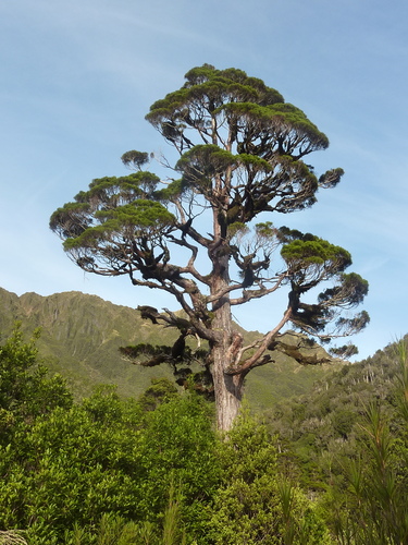 Cedar (Libocedrus bidwillii)