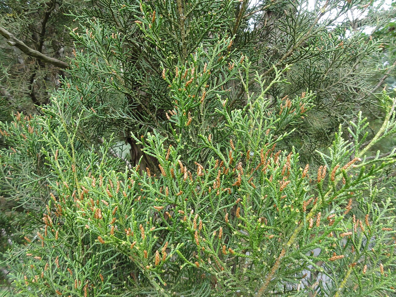 Cedar: Libocedrus bidwillii
