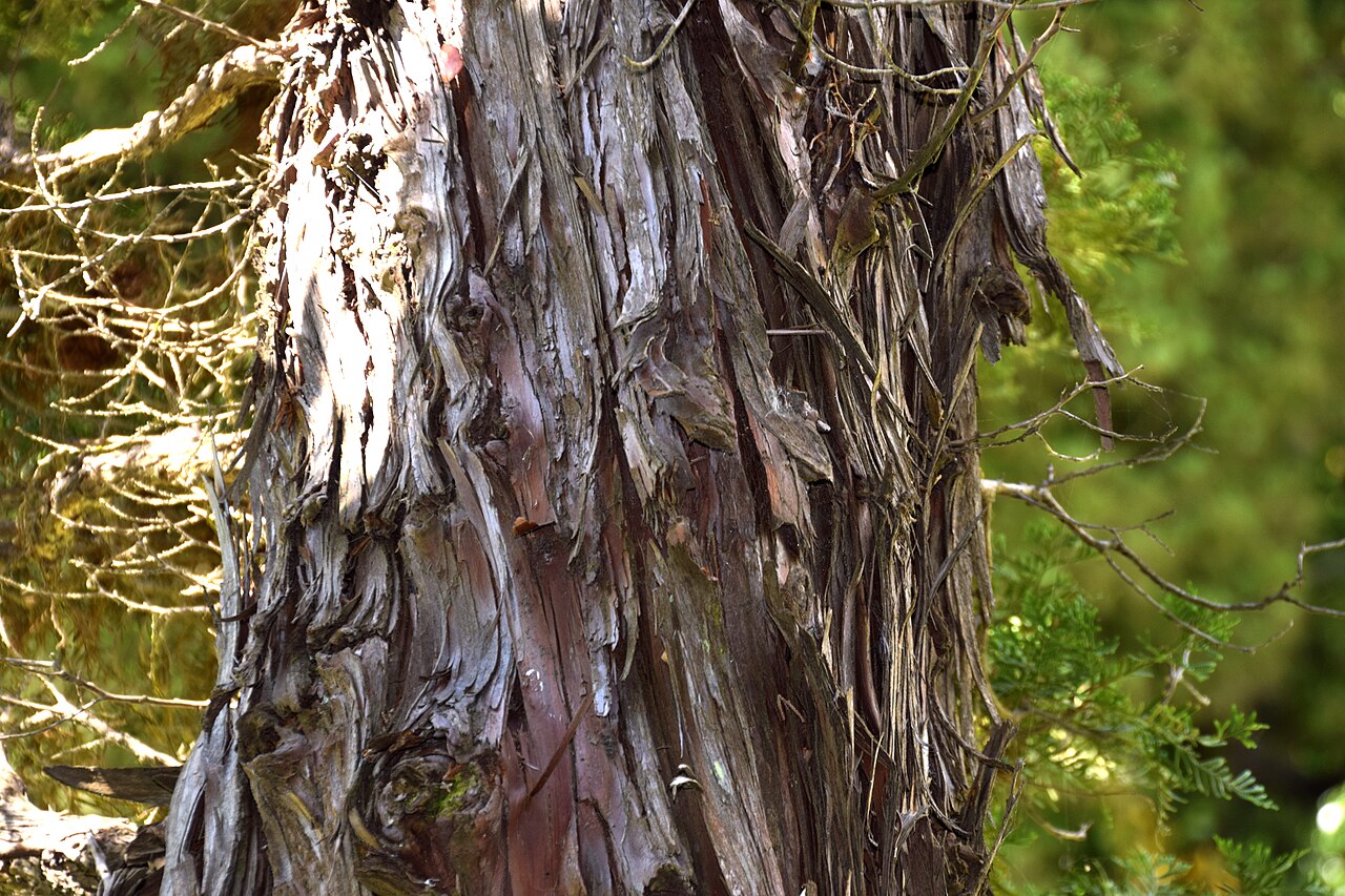 Cedar: Libocedrus bidwillii in Christchurch Botanic Gardens in Christchurch, Canterbury Region, New Zealand