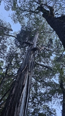 Cedar (Libocedrus bidwillii)