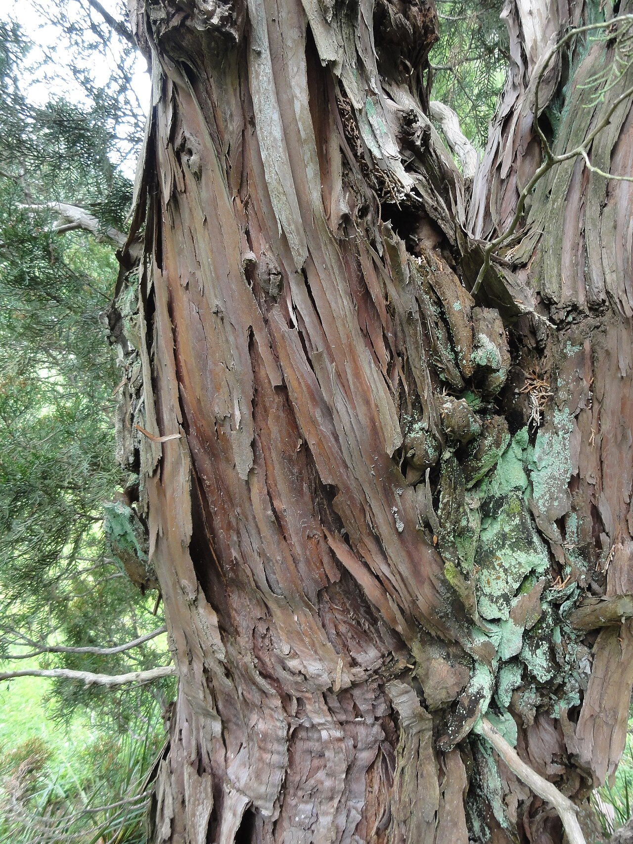 Cedar: Libocedrus bidwillii, stem bark