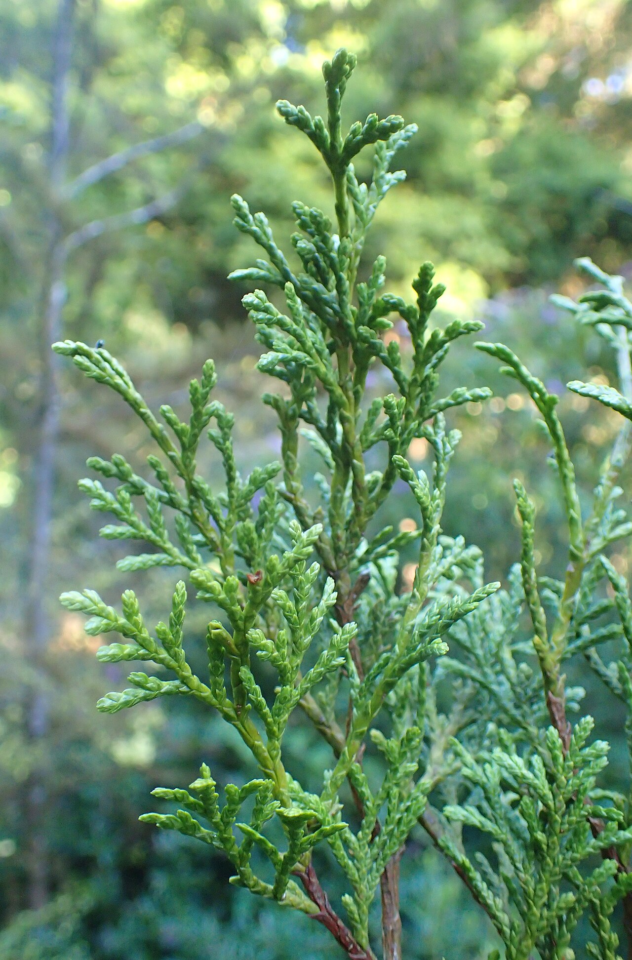 Cedar: Libocedrus bidwillii in the San Francisco Botanical Garden